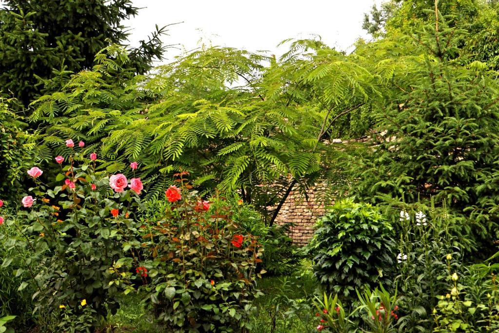 Matyas Panzio Bed & Breakfast แซแก็ด ภายนอก รูปภาพ